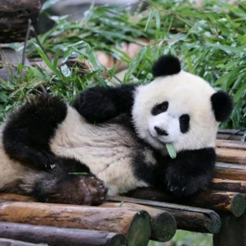 健聪