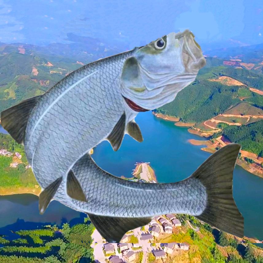 万峰湖大翘嘴