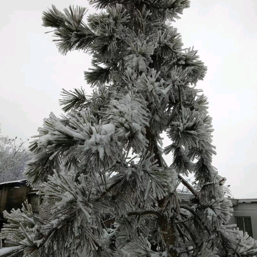 陈统一？心苦