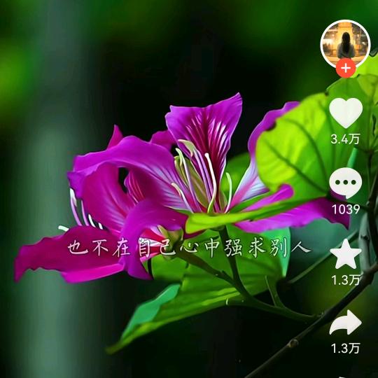 快乐的月红