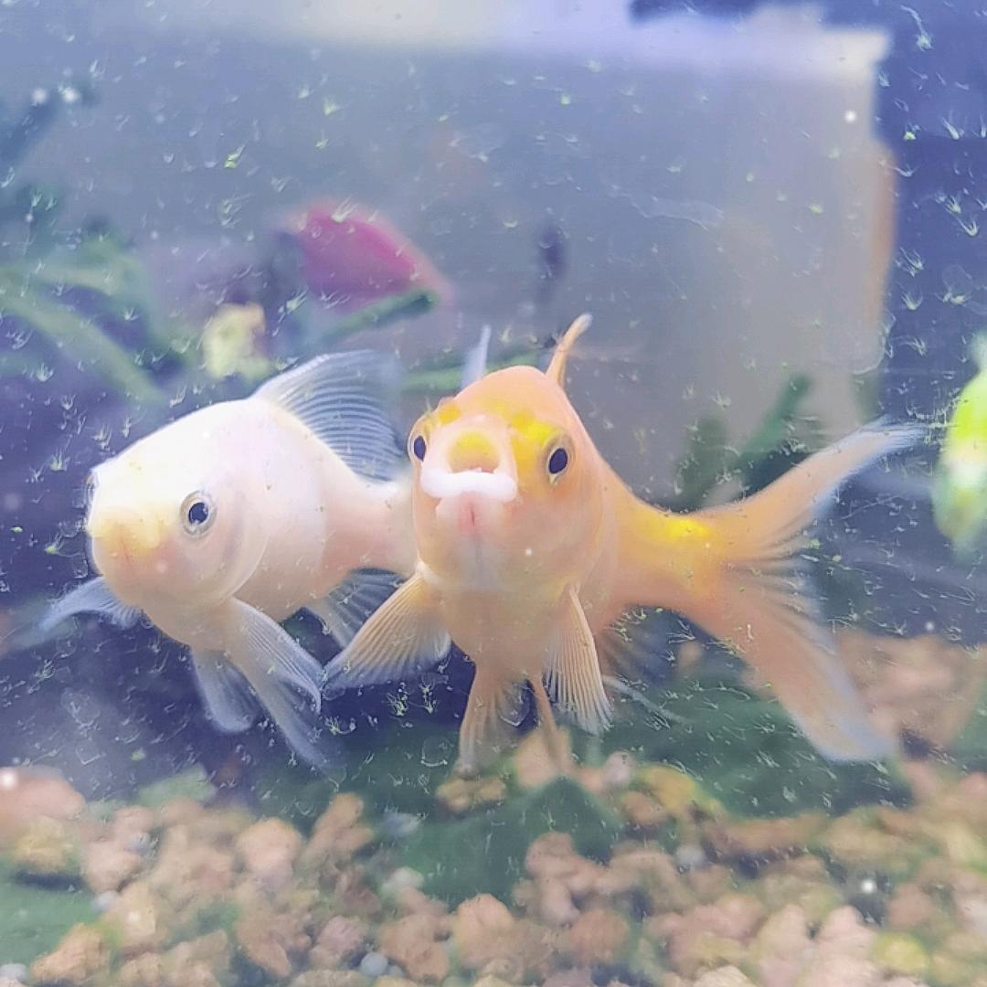 一天到晚游泳的鱼鱼鱼