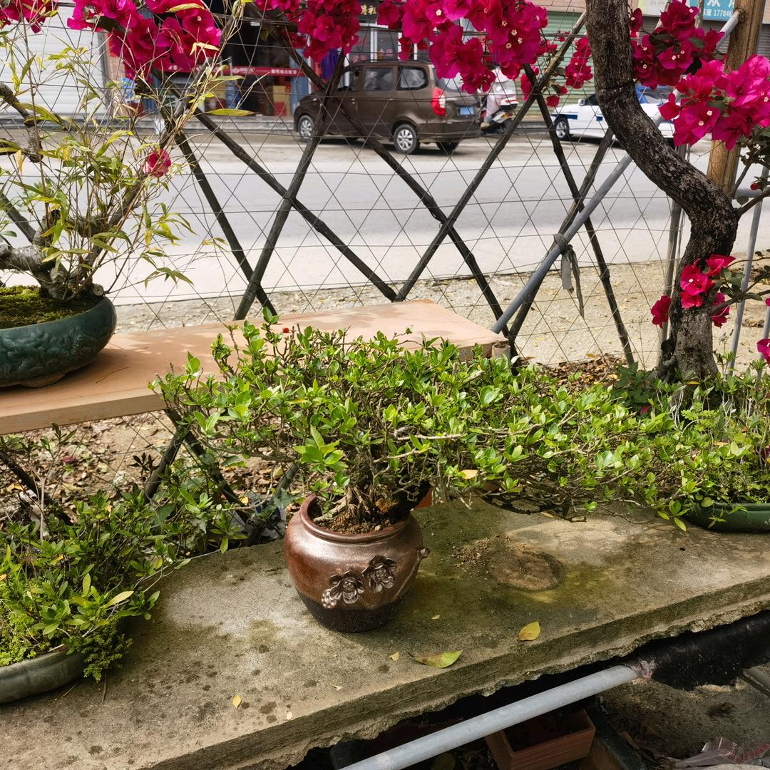丹都花卉臻选阁