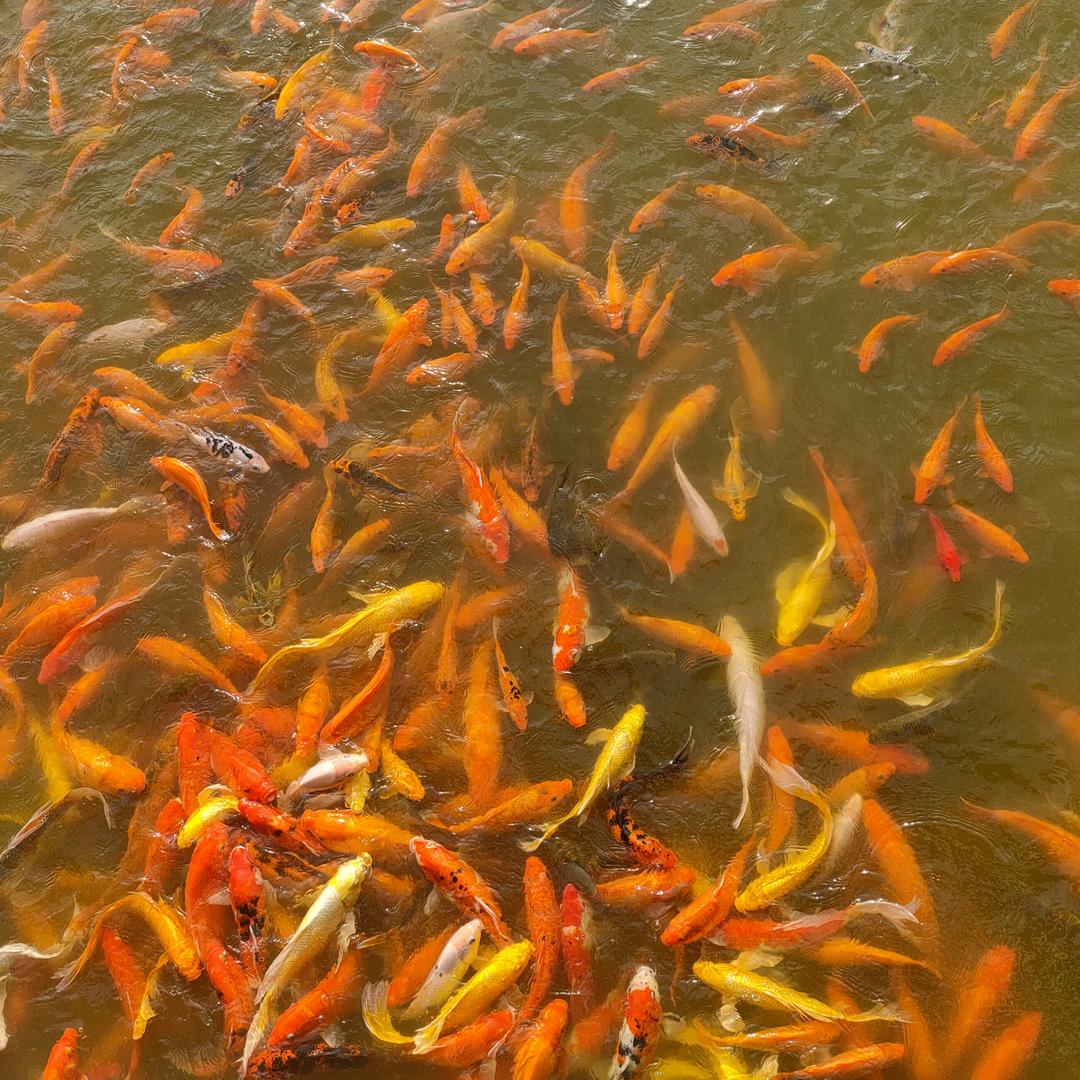 &心态@❤️把往事清林