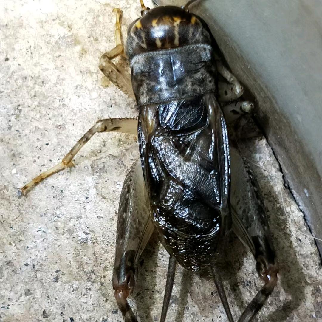 蟋蟀市场（杨哥）