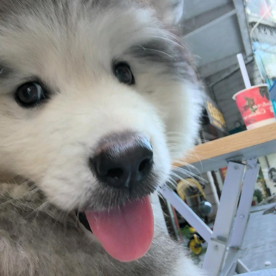 汉堡堡捏