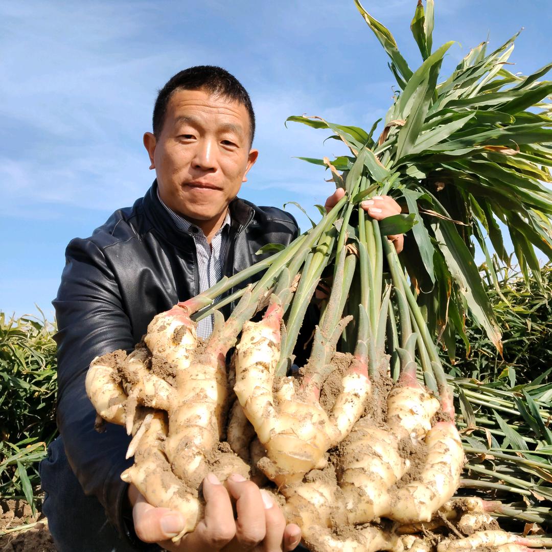 疆中姜  山东姜