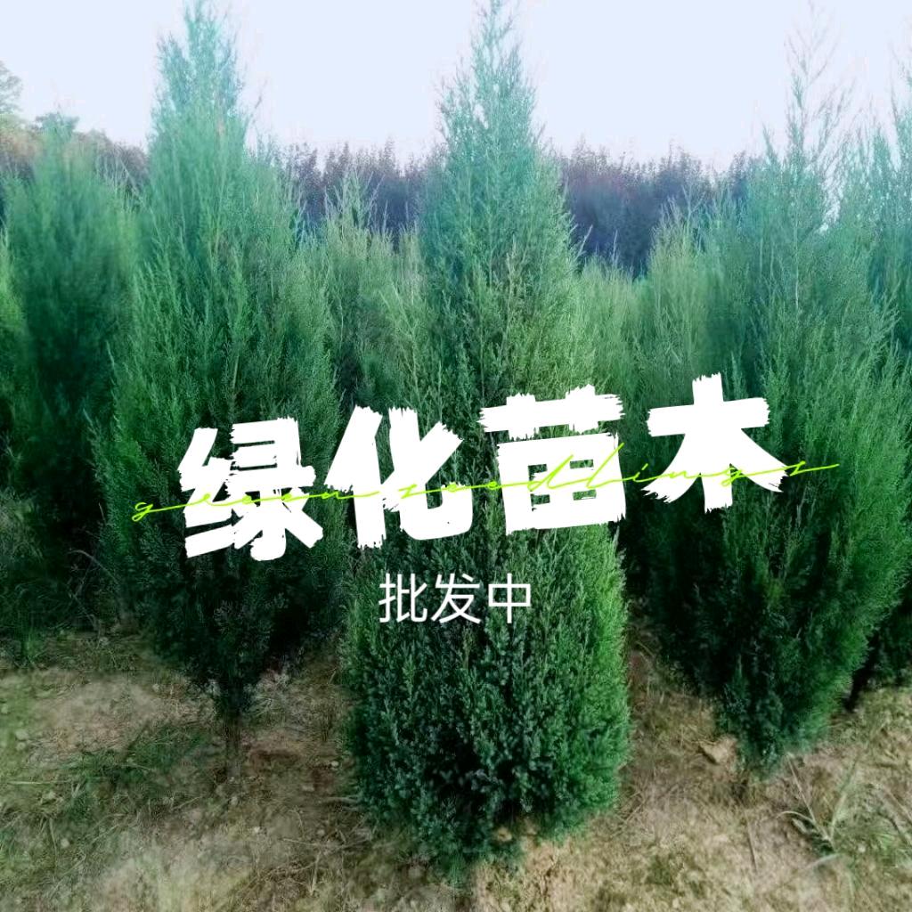 南漳县岚曲艺苗木店（个人独资）企业店