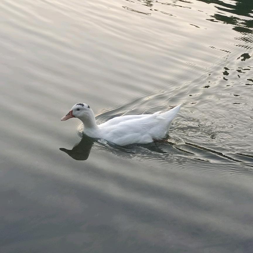 赚够一个亿就收手