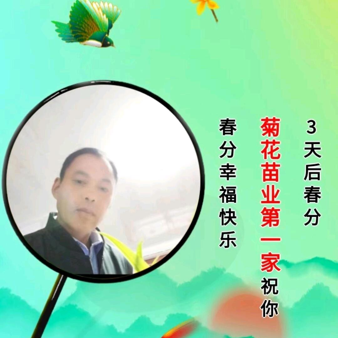 山东省菊花苗业第一家