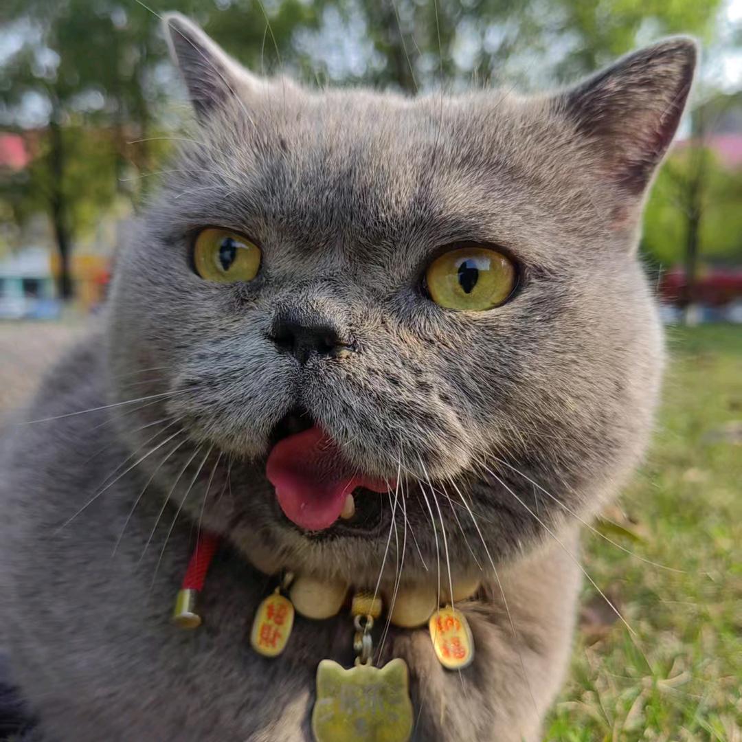 👅乐乐