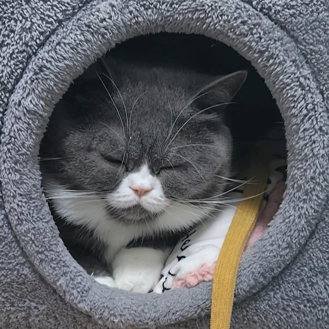 (剪胜)剪映档案