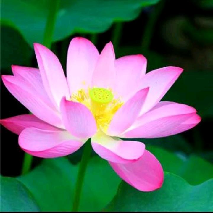 幸福快乐的生活