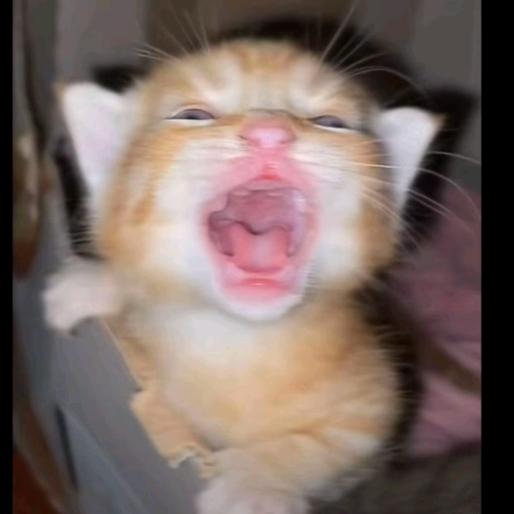 皮蛋臭吗