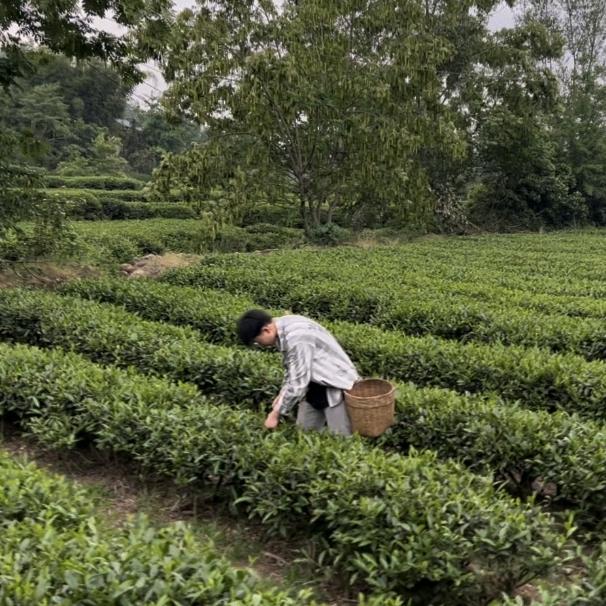 鑫宇蒙茶