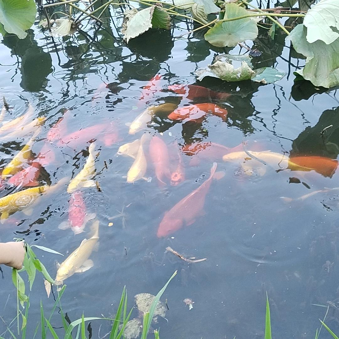 🐠渴死的鱼🐠🐠