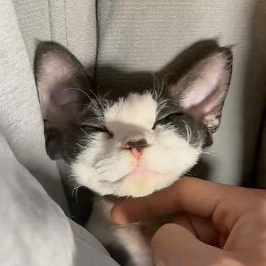 鹿晚晚（喜欢治病救人的清溪少东家）