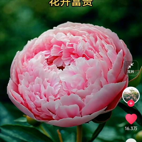 金枝 玉叶