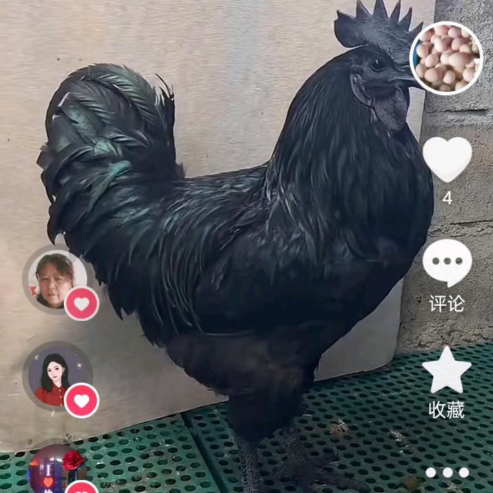 林下虫养散养草鸡基地