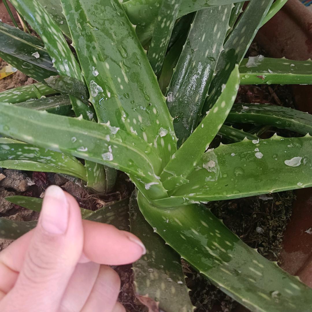 ❄️❄️☂️