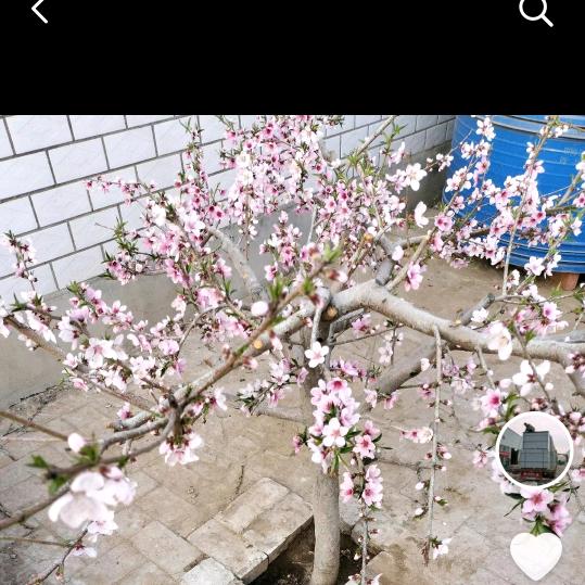 肖哥天下