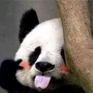 称心所欲头像
