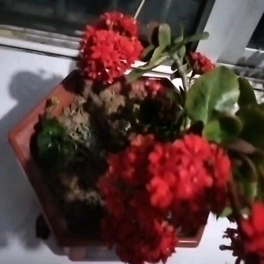 富贵花海