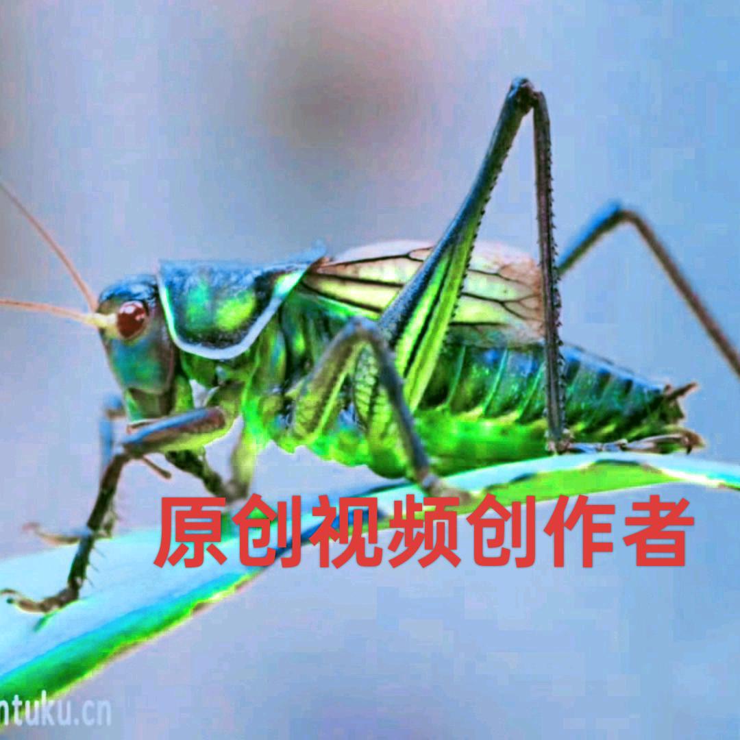 星光老人