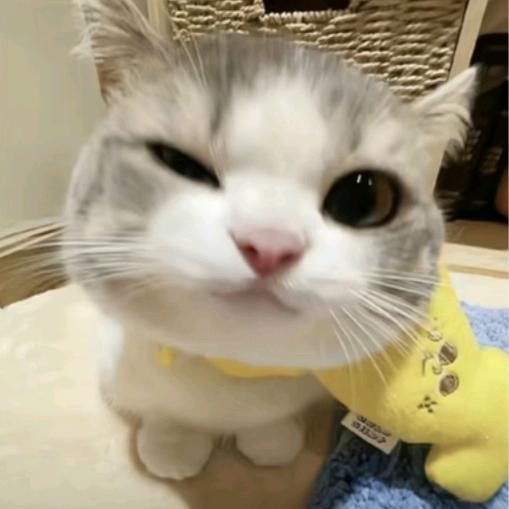 赫本的猫