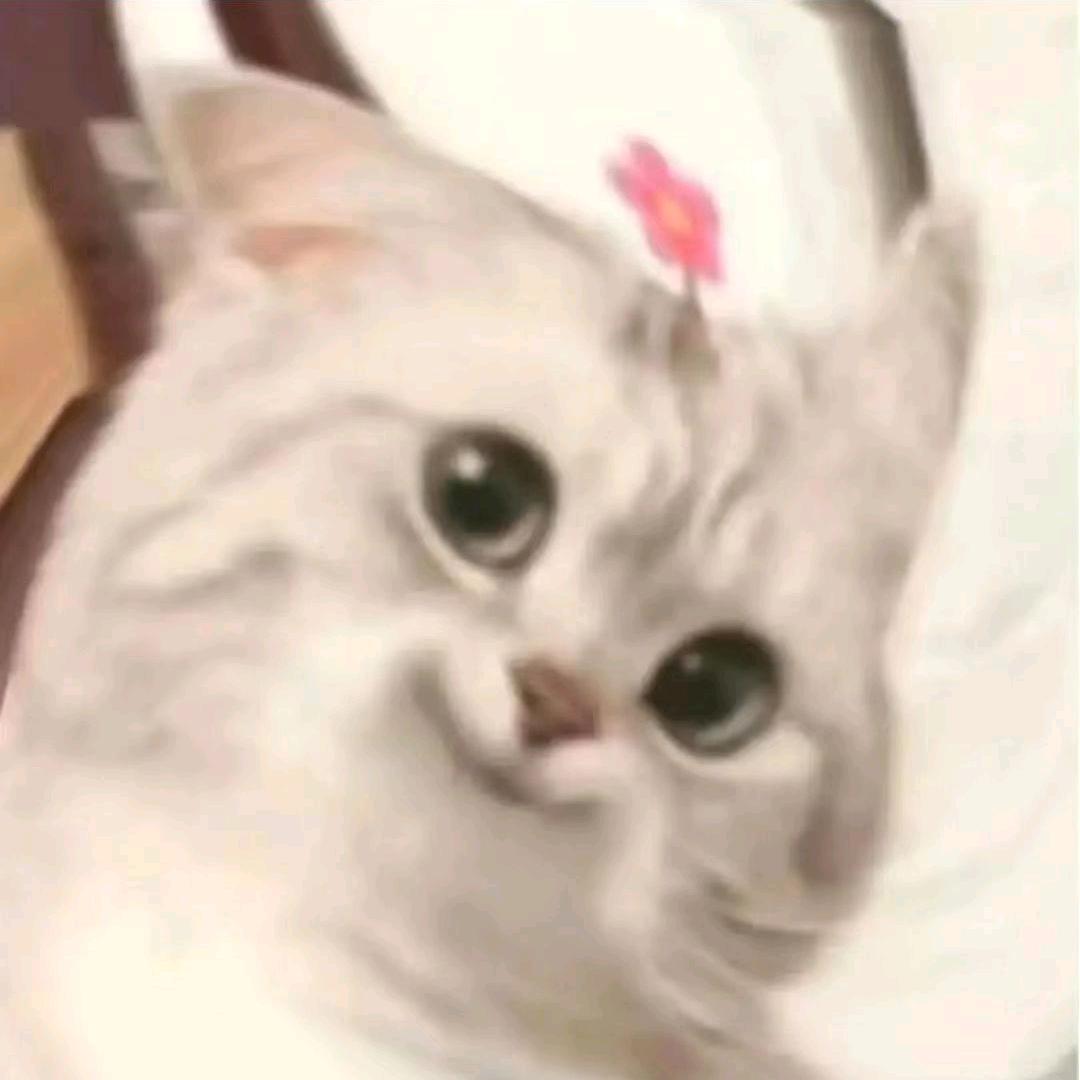 豚豚❤ (ɔˆз(ˆ⌣ˆc)