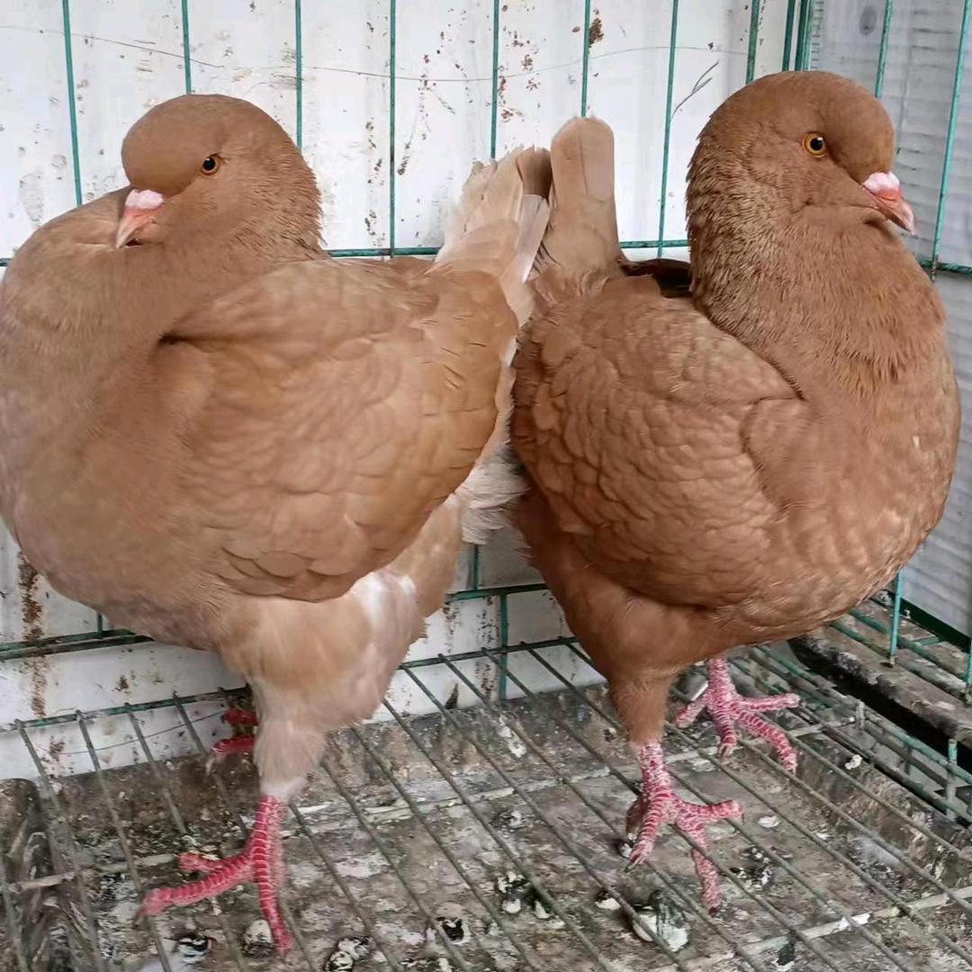 元宝圆环观赏鸽 鸽舍