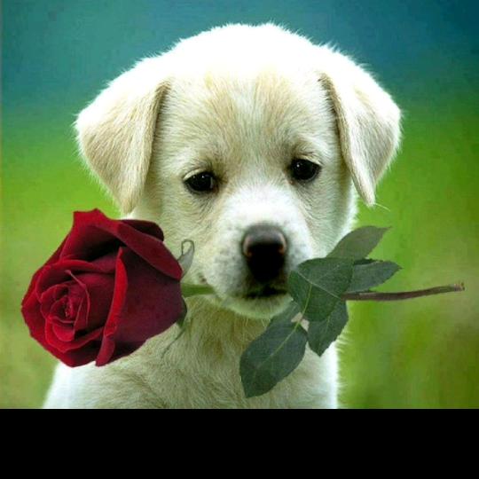 圆圆万能杂货铺