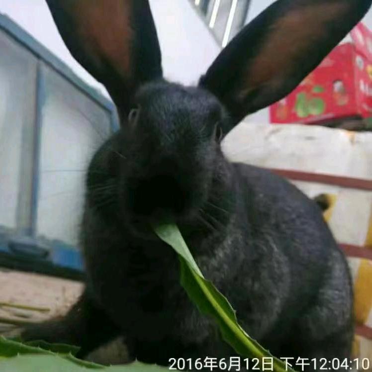 黑马朱顶红