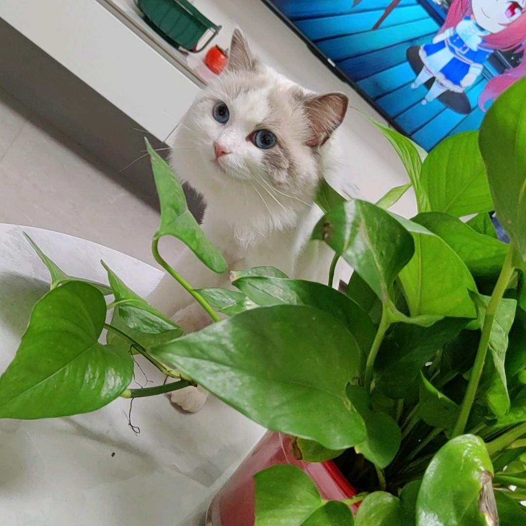 邵红梅