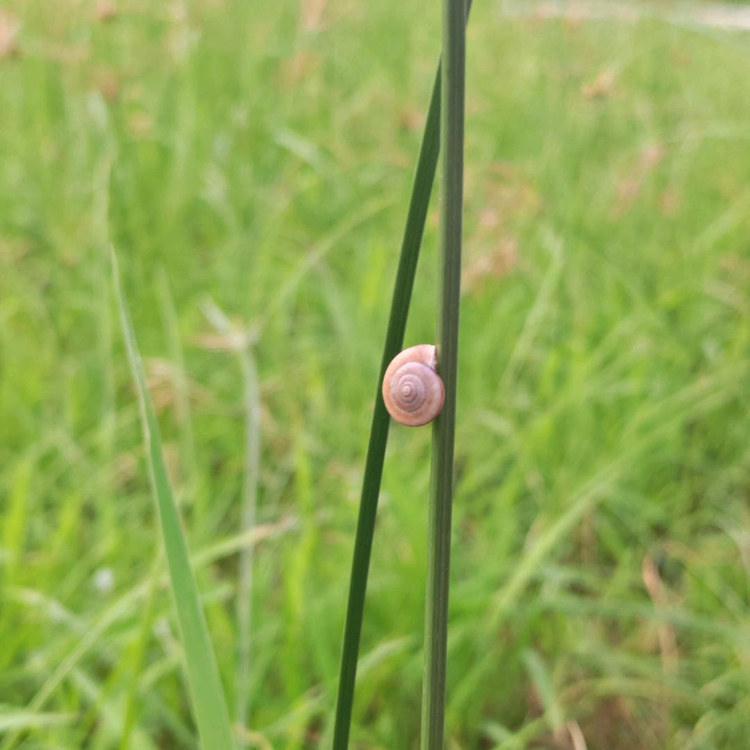谨羽
