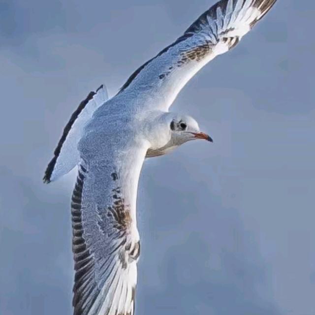 辉耀