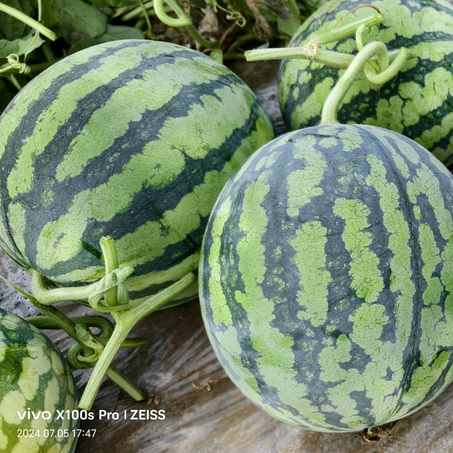 劉凱美都麒麟西瓜🍉产地直供