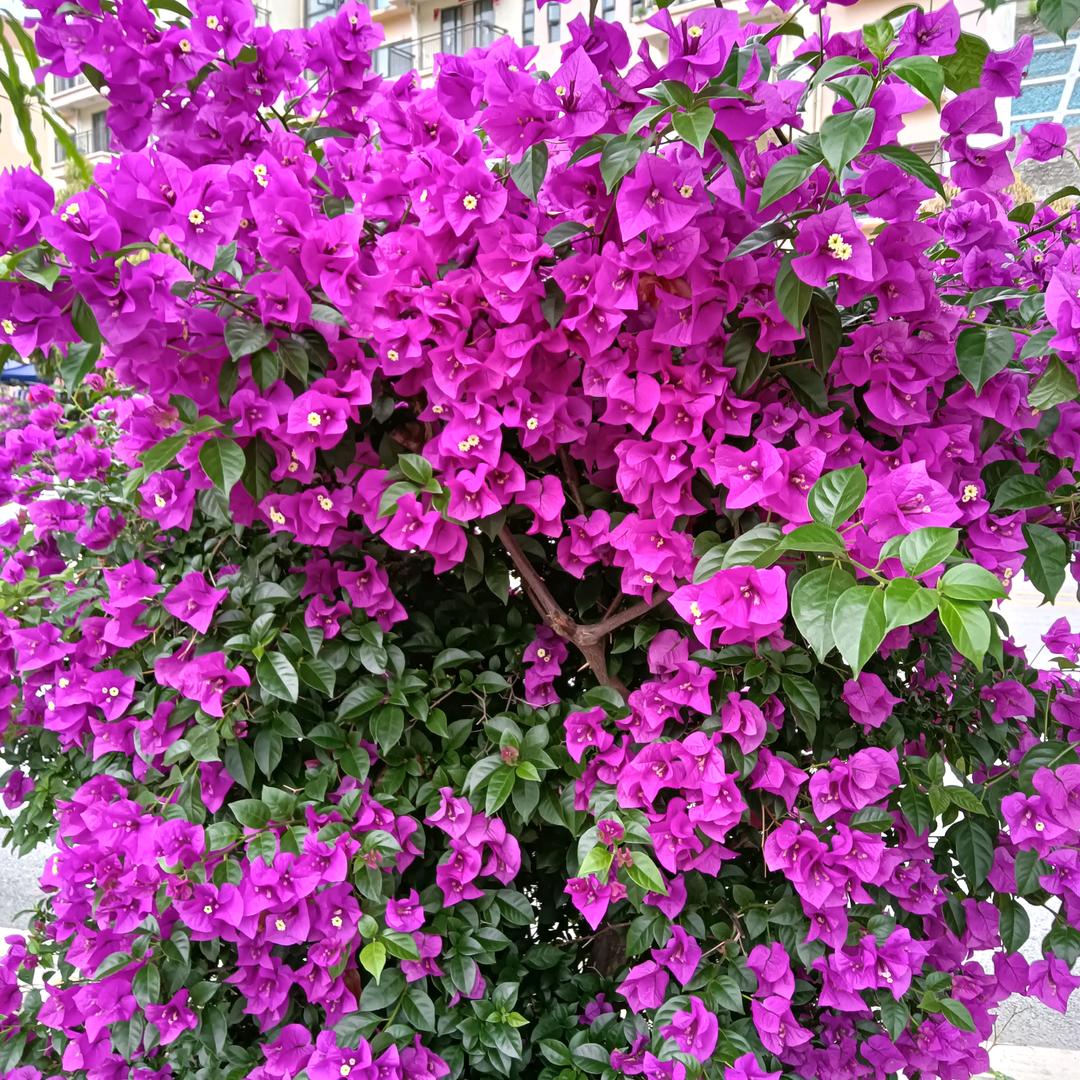 🌹🌹幸福在哪里