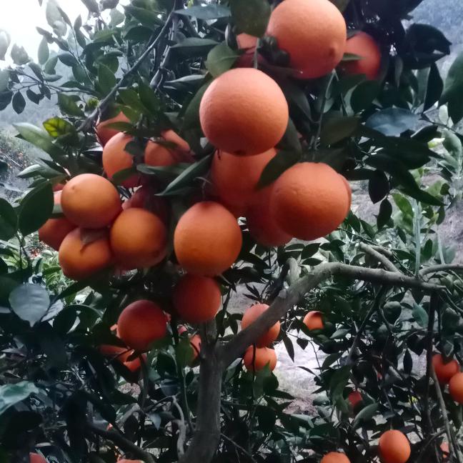 山沟沟的人