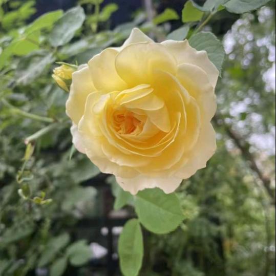 柿柿🌻⃟⸜如意
