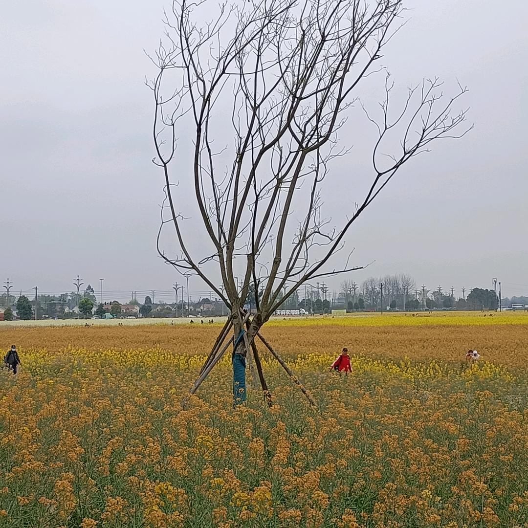 梁梁
