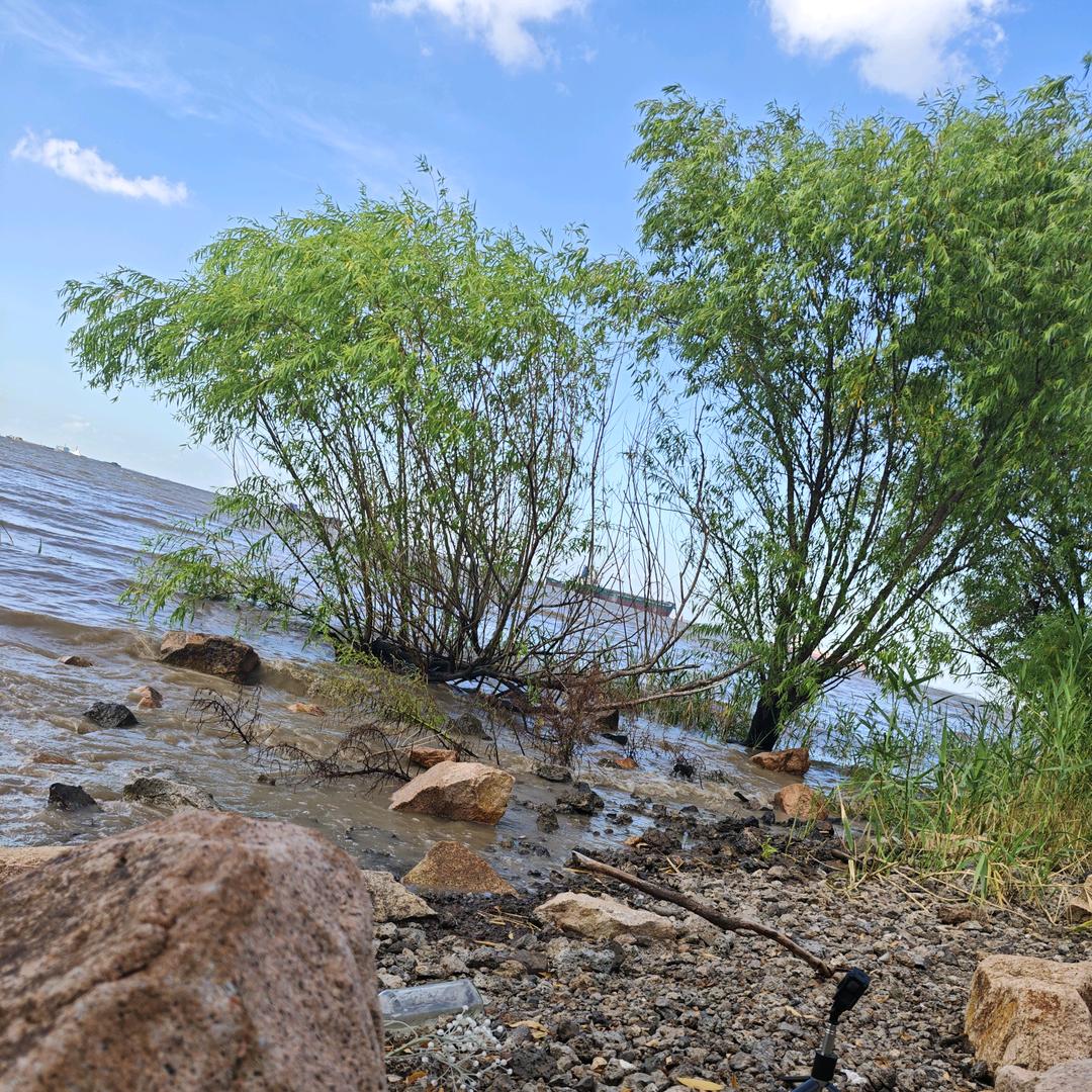 旅行中的大鸽子