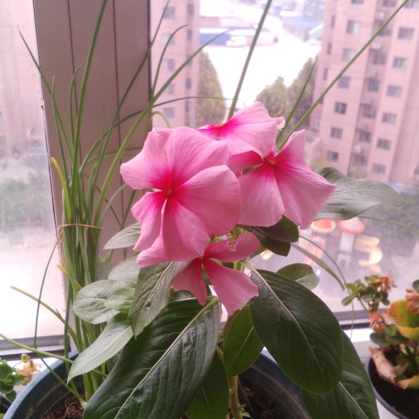 轻舞翩翩