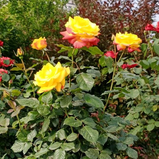 天天开心过好每一天