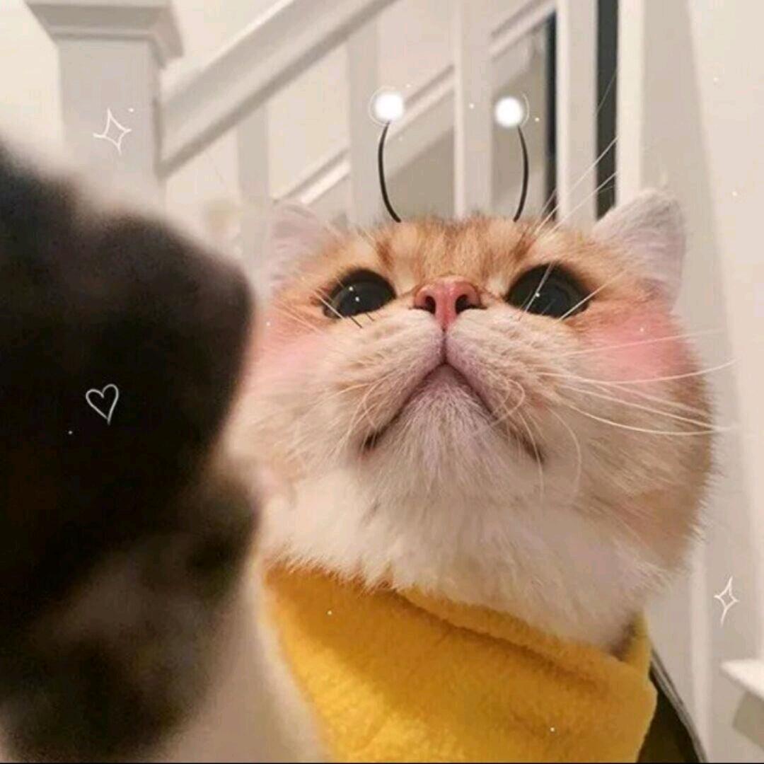 喵嘞