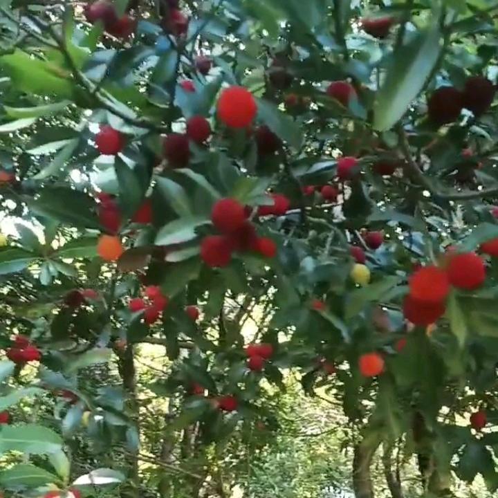 幸福之光