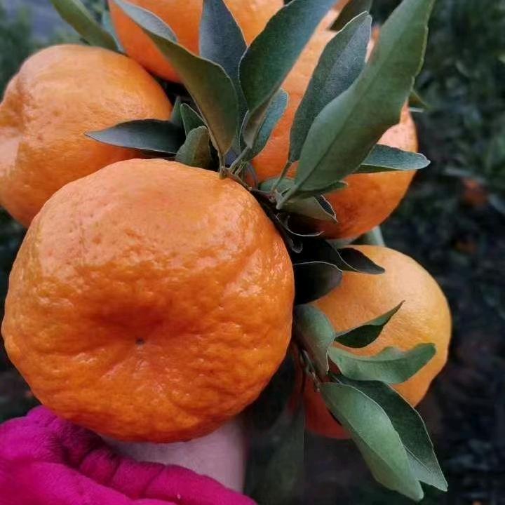 李海涛