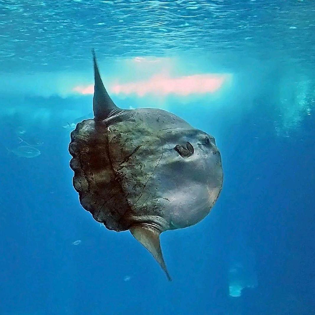 Molamola