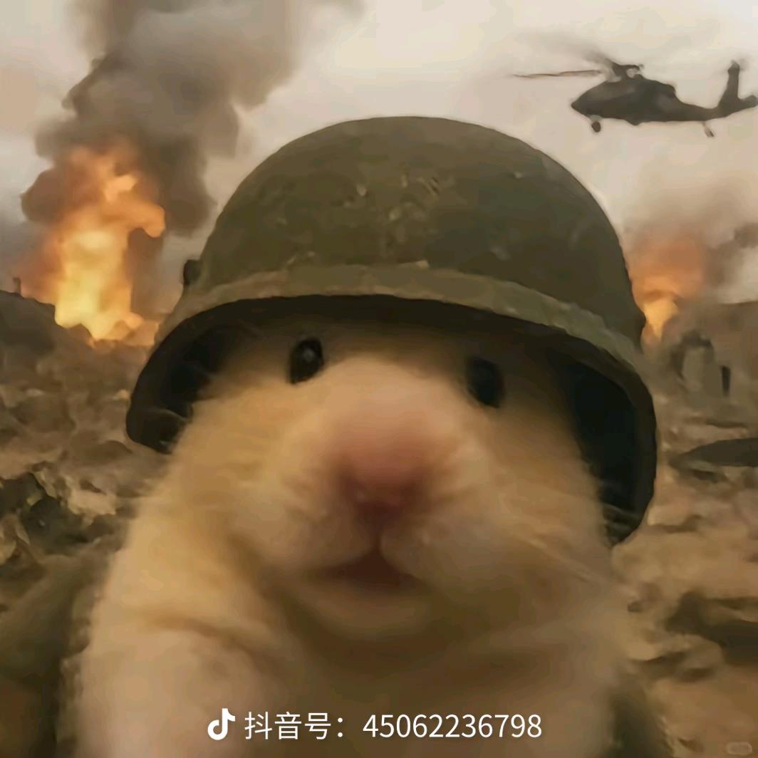骏灰老鼠