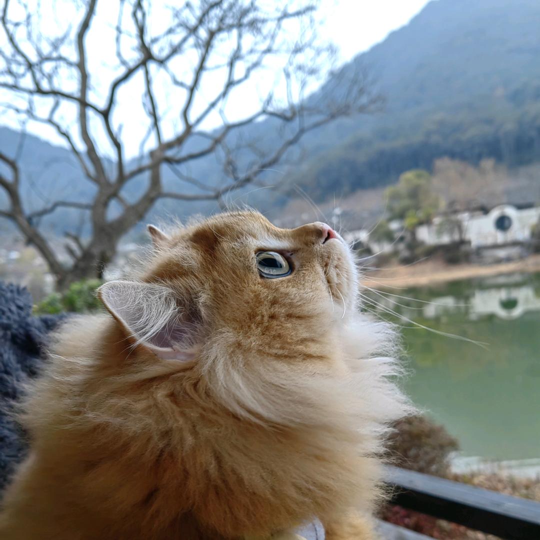 花园里的猫