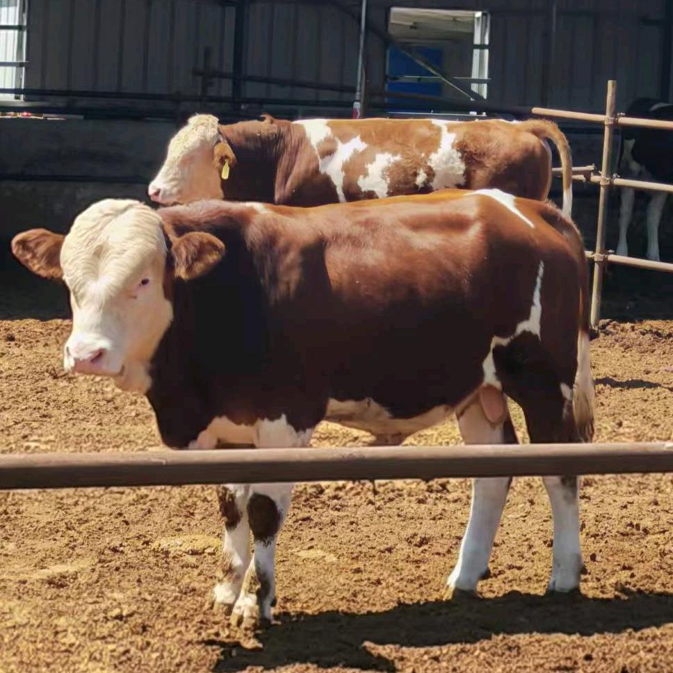 嘉祥县富翔牛羊养殖专业合作社